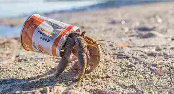 《蟹蟹寻宝奇遇》评测：看一眼就会痛风