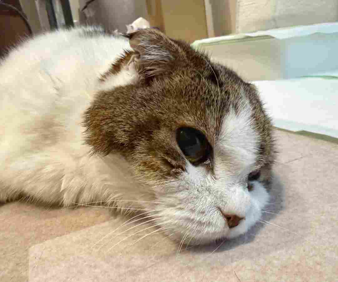 知名游戏制作人樱井政博的爱猫离世 引全球玩家泪目