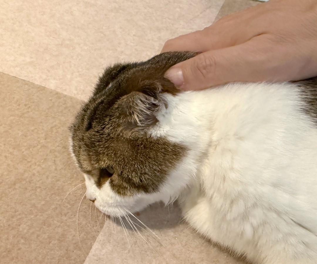 知名游戏制作人樱井政博的爱猫离世 引全球玩家泪目